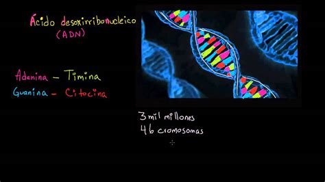 Adn Herencia Y Evolución Biología Khan Academy En Español Youtube