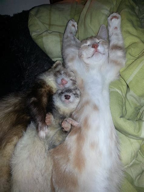 So There Was That One Time A Cat Was Raised By Ferrets Catster