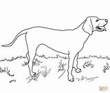 Coloring Coonhound Redbone Dog Pages Labrador Drawing Great Printable Lab Dane Coon Dogs Drawings Draw Weimaraner Supercoloring Color Clipart Colouring sketch template