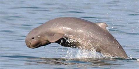 work live laosnew research to save irrawaddy dolphins