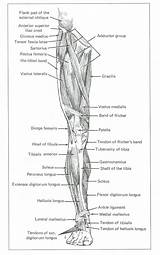 Leg Muscles Drawing Anterior Life Lateral Kyle Professor Stevenson Assignment sketch template