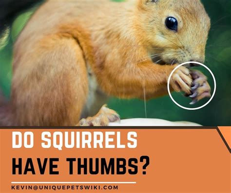Do Squirrels Have Thumbs 5 Squirrel Facts You Should Know