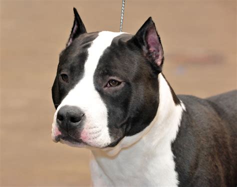 american staffordshire terrier puppies rescue pictures information temperament