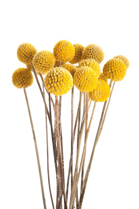 yellow flower aesthetic png