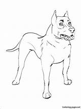 Coloring Bull Terrier Pages Getdrawings sketch template