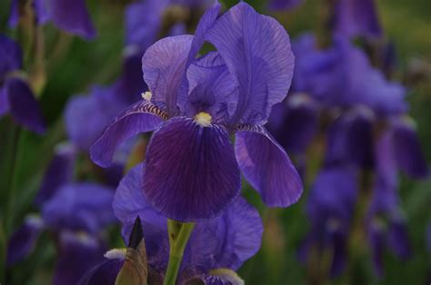 tn state flower iris beautiful flowers