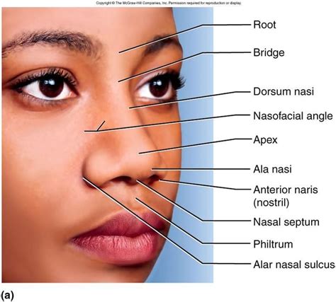 nose anatomy szukaj  google anatomy nose diagram medical anatomy