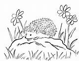 Hedgehog Coloring Porcupine Pages Printable Hedgehogs Drawing Kids Colouring Print Sheet Color Cute Sheets Animals Samanthasbell Children Today Getdrawings Porcupines sketch template
