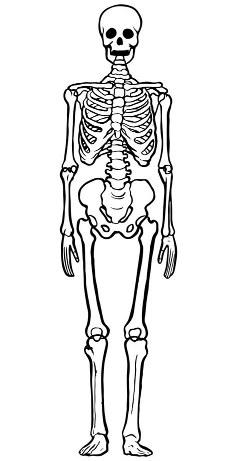 skelet cheloveka raskraska dlya detey raskraska skelet artist oyl