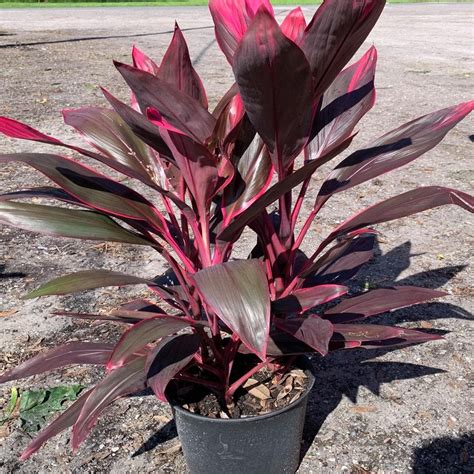 onlineplantcenter  gal red sister hawaiian ti cordyline plant