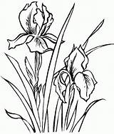 Iris Flower Coloring Pages Drawing Flowers Color Printable Drawings Line Outline Spring Sheets Az Colorear Dibujos Para Bing Draw цветочные sketch template