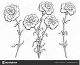 Carnation Flower Sketch Vector Illustration Drawing Graphic Line Isolated Tattoo Hand Getdrawings Stock Marigold Royalty Choose Board Shutterstock sketch template