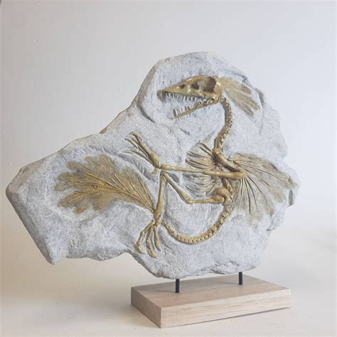 archaeopteryx distant cousin fossil replica etsy