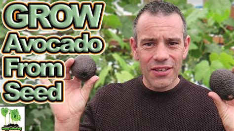 grow  avocado tree  seed easy  fast youtube