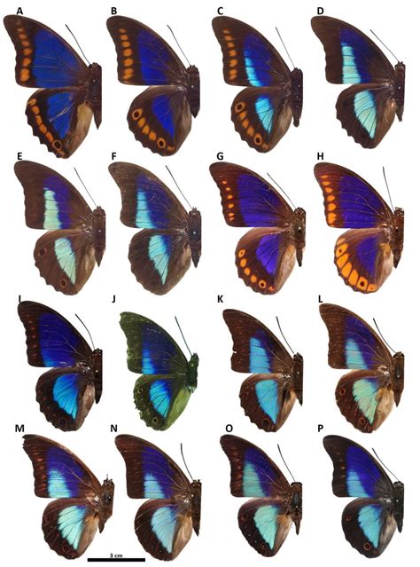 comparación del patrón alar dorsal de los machos integrantes del