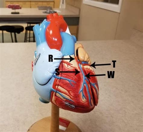 thorax heart diagram quizlet