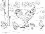 Coloring Hen Chicken Chicks Pages Printable Chickens Clipart Colouring Animals Rooster Egg Color Farm Sketch Mother Drawing La Birds Eggs sketch template