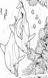Delfine Dolfijn Kleurplaten Kleurplaat Dolfijnen Dauphin Dolphins Malvorlagen Malvorlage Dauphins Delfini Delphine Delphin Mewarnai Lumba Coloriages Animierte Bergerak Colorier Animaatjes sketch template
