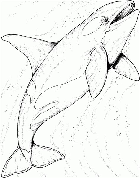 printable shark coloring pages  kids ocean coloring pages