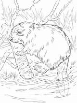 Beaver Coloring River Bank Pages Eurasian Beavers Printable Supercoloring Bever Color Click Castor Getcolorings Category Getdrawings sketch template