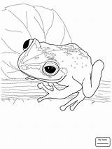 Bullfrog Drawing Coloring Pages Bull Getdrawings Frog sketch template