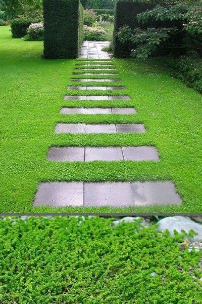 image result  rupturewort green carpet ground cover plants lawn