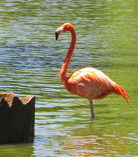 pink flamingo  stock photo public domain pictures