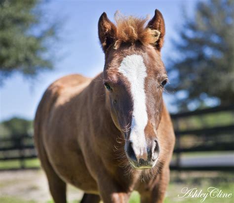 love  baby baby pony foals pony