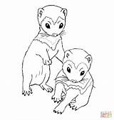 Ferret Drawing Coloring Pages Getdrawings Printable sketch template