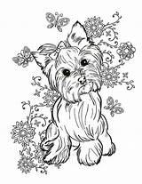 Yorkie Terrier Coloring Pages Dog Elsharouni Cindy Yorkshire Print Puppy Cute Adult Animal Bulldog Printable Painting Fineartamerica Sheets Choose French sketch template