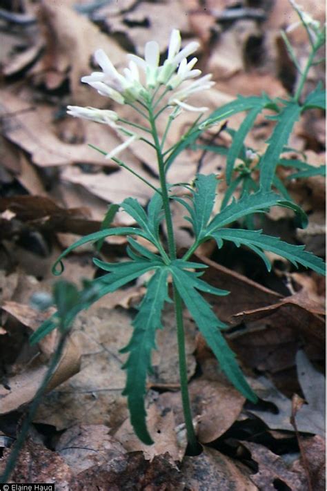 large image for cardamine concatenata cutleaf toothwort usda plants