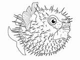 Coloring Pages Sea Fish Saltwater Creatures Realistic Deep Life Fishing Color Drawings Rod Animal Animals Creature Getcolorings Getdrawings Printable Ocean sketch template