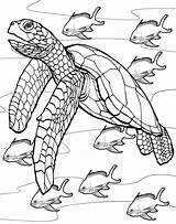 Coloring Pages Turtle Baby Color Kids Printable Print Recognition Ages Creativity Develop Skills Focus Motor Way Fun sketch template