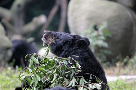 bear eating browse  animals asia flickr