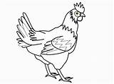 Coloring Pages Clipart Chickens Library Animals sketch template
