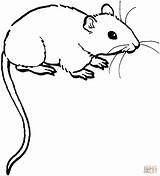 Mouse Coloring Pages Color Printable Rat Mice Malvorlagen Compatible Tablets Ipad Android Version Click sketch template