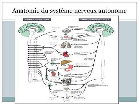 le systeme nerveux autonome tortora chapitre  powerpoint  id