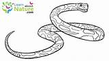 Snake Bull sketch template