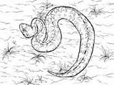 Viper Coloring Snake Copperhead Pages Gaboon Pit Malayan Southern Drawings sketch template