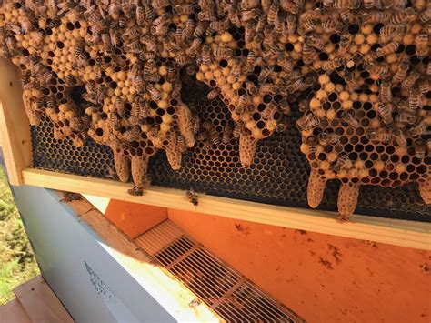multiple swarm cells  foundation slipped  frame bees built crazy burr comb note