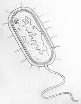 Bacteria Prokaryotic Prokaryotes Neat Bacterial Microscopic Bacterias Procarionte Celula Eukaryotic Flagella Organisms Nucleus Relacionada sketch template