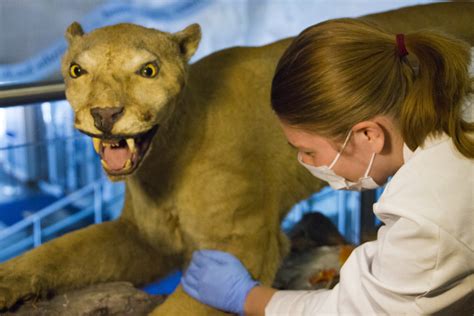 student extracts nittany lion genome  research project onward state