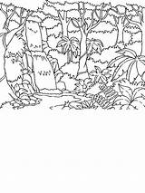 Rainforest Coloring Pages Diorama Beautiful Old Years Desert Animals Rainforests Project Template sketch template