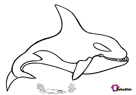 killer whale coloring page bubakidscom