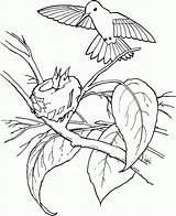Hummingbird Kolibri Kolorowanki Koliber Beija Colibri Chupando Kolibry Ausmalbild Coloringme Pokolorujmy sketch template