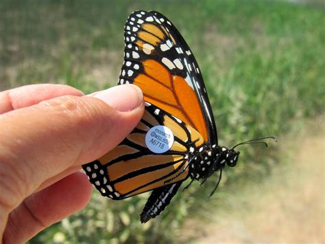 butterflies  monarch butterflies   vanish  idaho   west