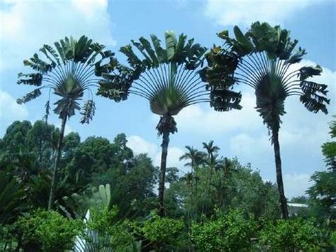 Weirdest Trees | Odd/Strange/Weirdest Things