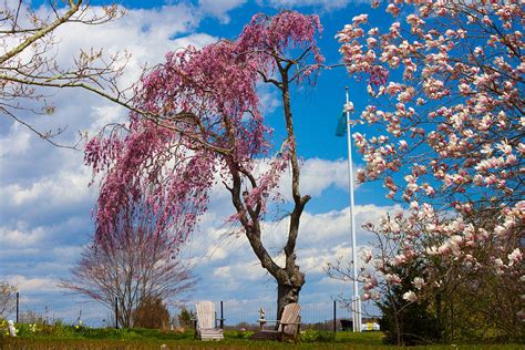 Pink Weeping Willow Tree Photograph By Kirkodd Photography Of New England