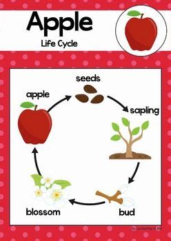 apple life cycle apple life cycle apple lessons life cycles