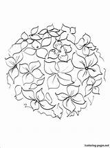 Hydrangea Flower Line Coloring Pages Drawings Painting Colors 1coloring sketch template